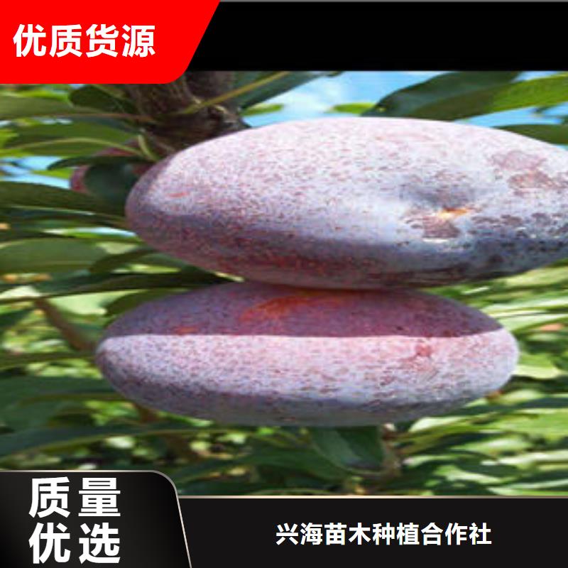 李子苗_桃树苗正规厂家
