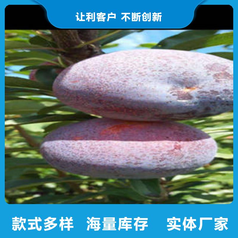 蓝莓苗-视频-西藏|拉萨|林芝|那曲|日喀则|山南|昌都蓝莓苗-兴海