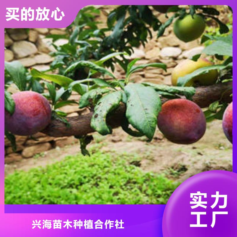 李子苗板栗苗定金锁价