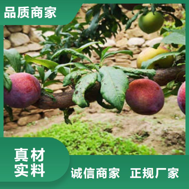 蓝莓苗-视频-蓝莓苗|贵州省毕节市|织金|赫章|六盘水|安顺|黔南|贵阳