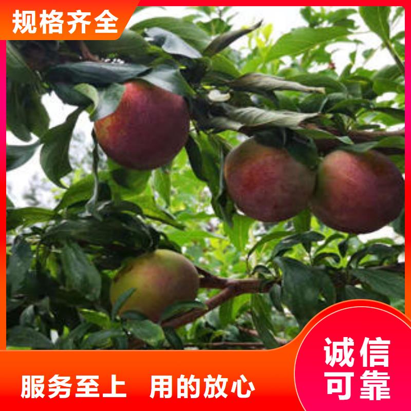 李子苗核桃苗专业厂家