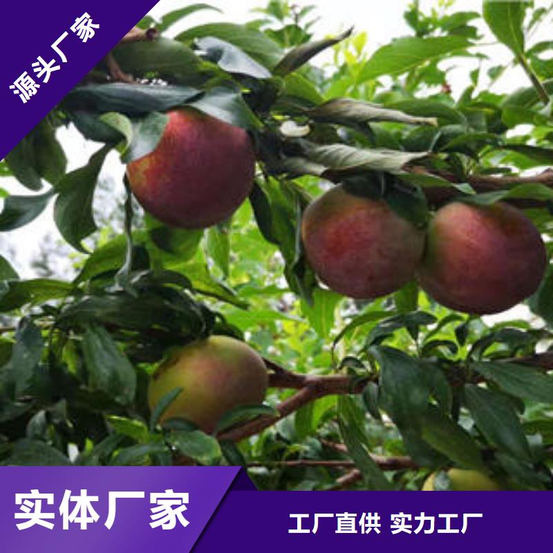 蓝莓苗-视频-蓝莓苗|贵州省毕节市|织金|赫章|六盘水|安顺|黔南|贵阳