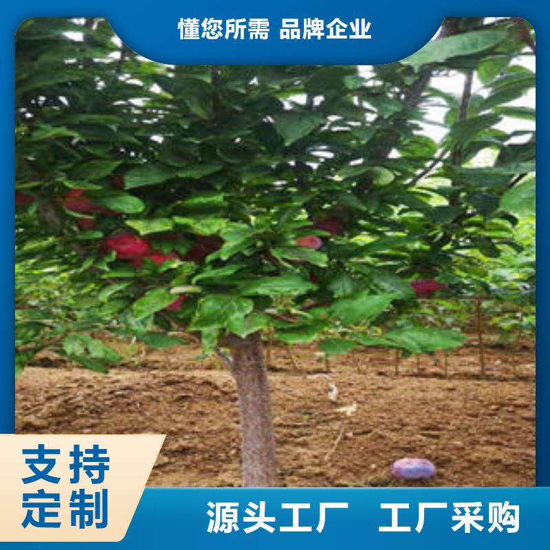 李子苗核桃苗专业厂家