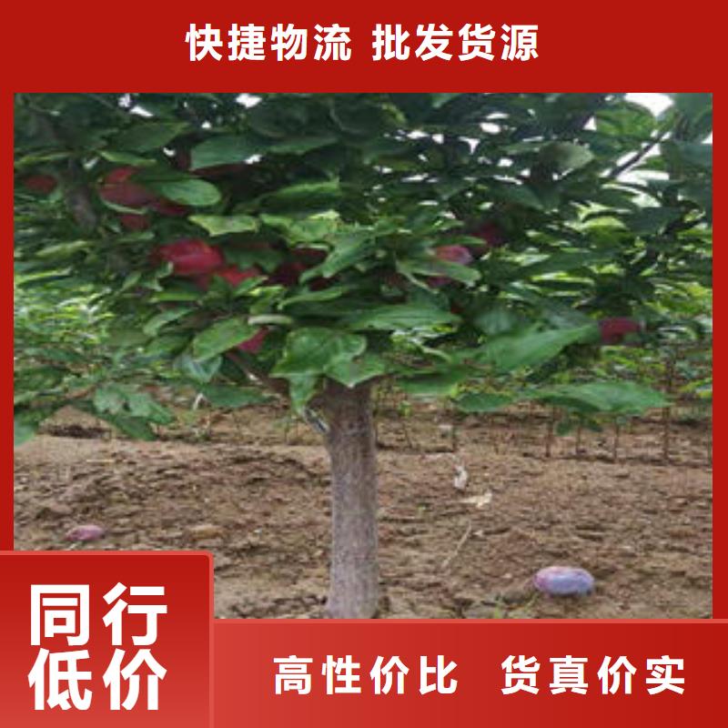 蓝莓苗-视频-蓝莓苗|贵州省毕节市|织金|赫章|六盘水|安顺|黔南|贵阳