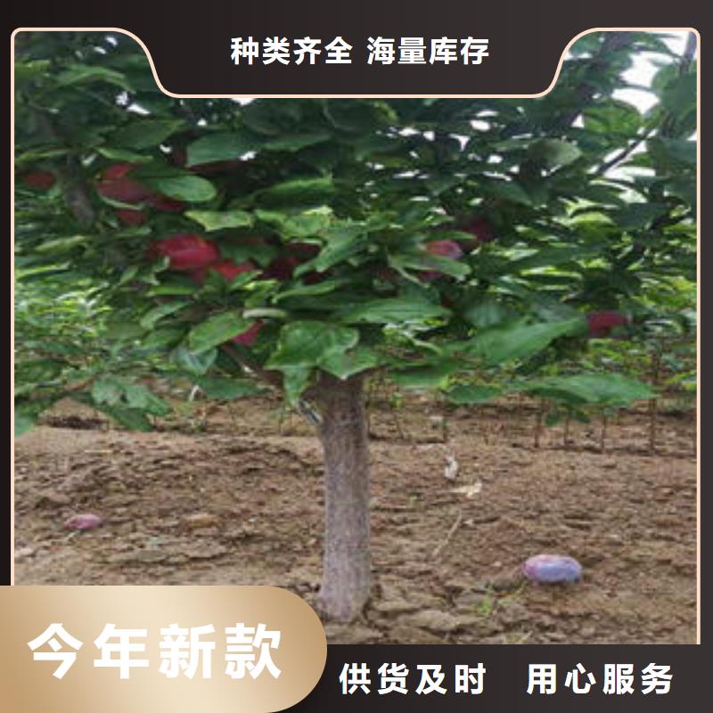 李子苗核桃苗专业厂家
