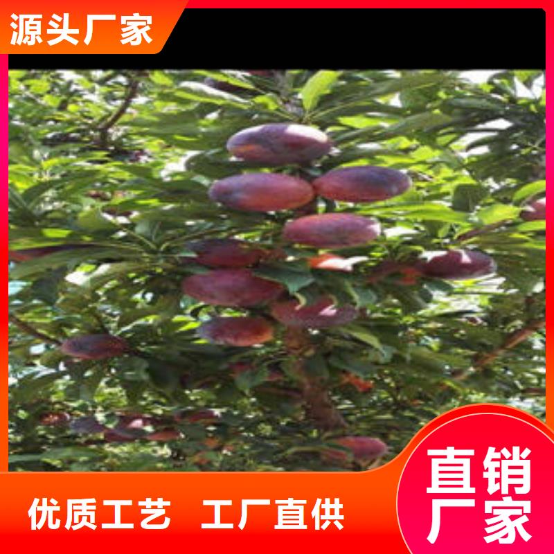 李子苗_桃树苗正规厂家