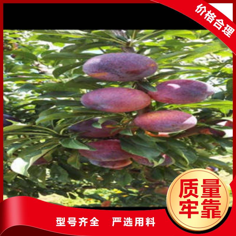 李子苗山楂苗产品性能