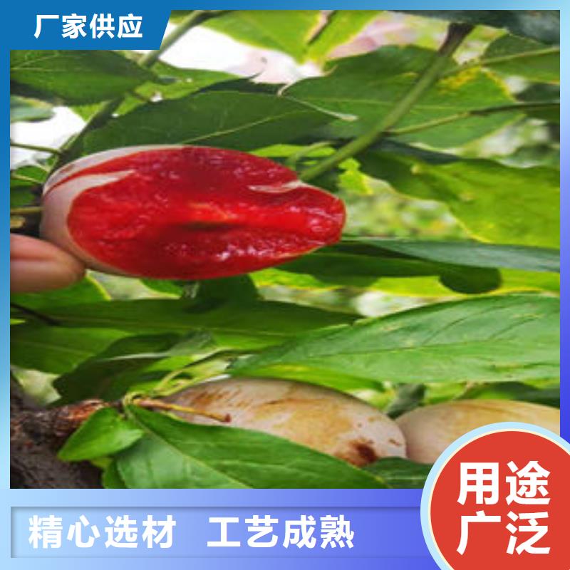 蓝莓苗-视频-蓝莓苗|贵州省毕节市|织金|赫章|六盘水|安顺|黔南|贵阳