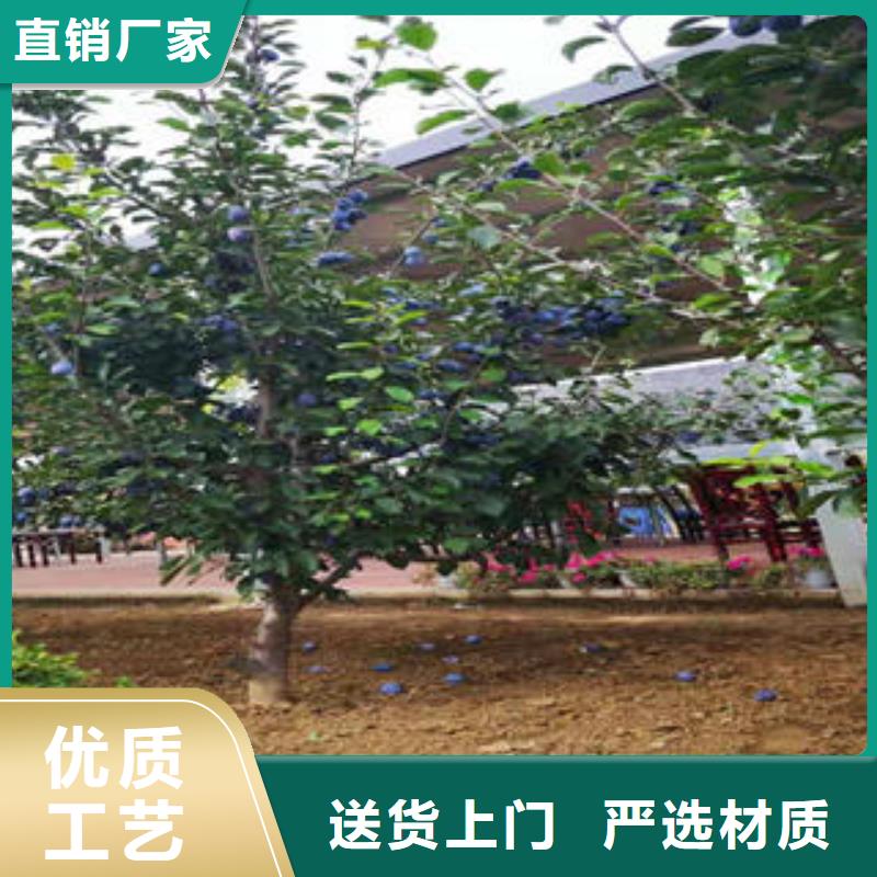 蓝莓苗-视频-蓝莓苗|贵州省毕节市|织金|赫章|六盘水|安顺|黔南|贵阳
