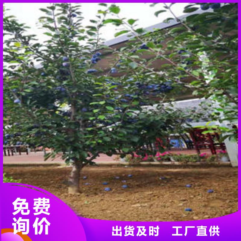 蓝莓苗-视频-蓝莓苗|铁岭市|西丰|昌图|辽阳|朝阳|抚顺|大连|沈阳|葫芦岛|营口