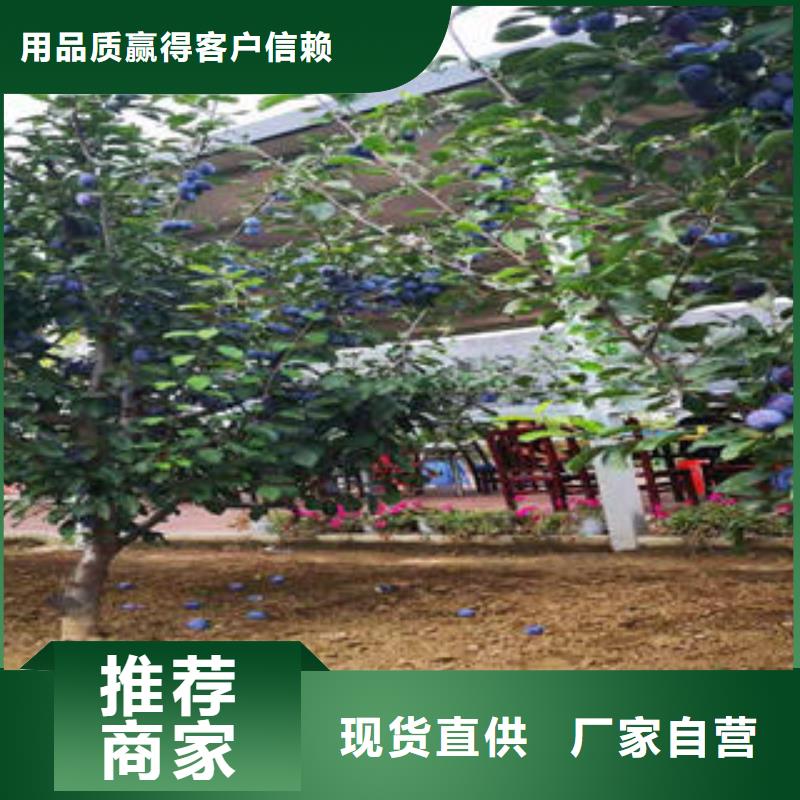 蓝莓苗-视频-蓝莓苗|贵州省毕节市|织金|赫章|六盘水|安顺|黔南|贵阳