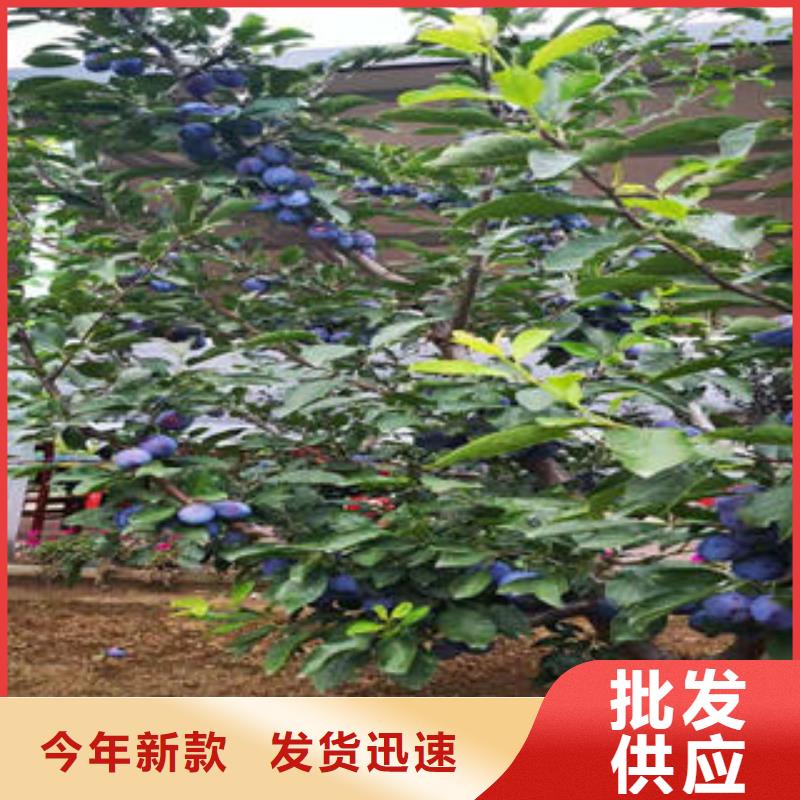 李子苗_桃树苗正规厂家