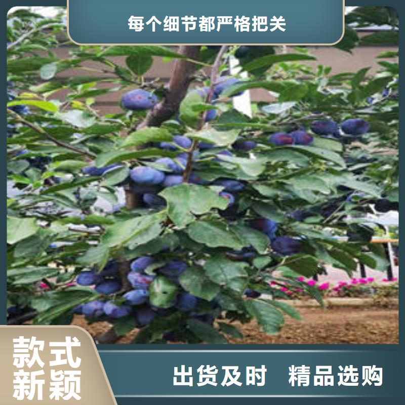蓝莓苗-视频-西藏|拉萨|林芝|那曲|日喀则|山南|昌都蓝莓苗-兴海
