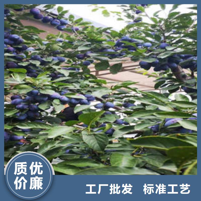 蓝莓苗-视频-蓝莓苗|贵州省毕节市|织金|赫章|六盘水|安顺|黔南|贵阳