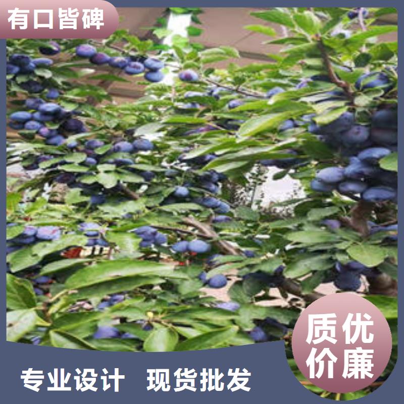 李子苗山楂苗产品性能