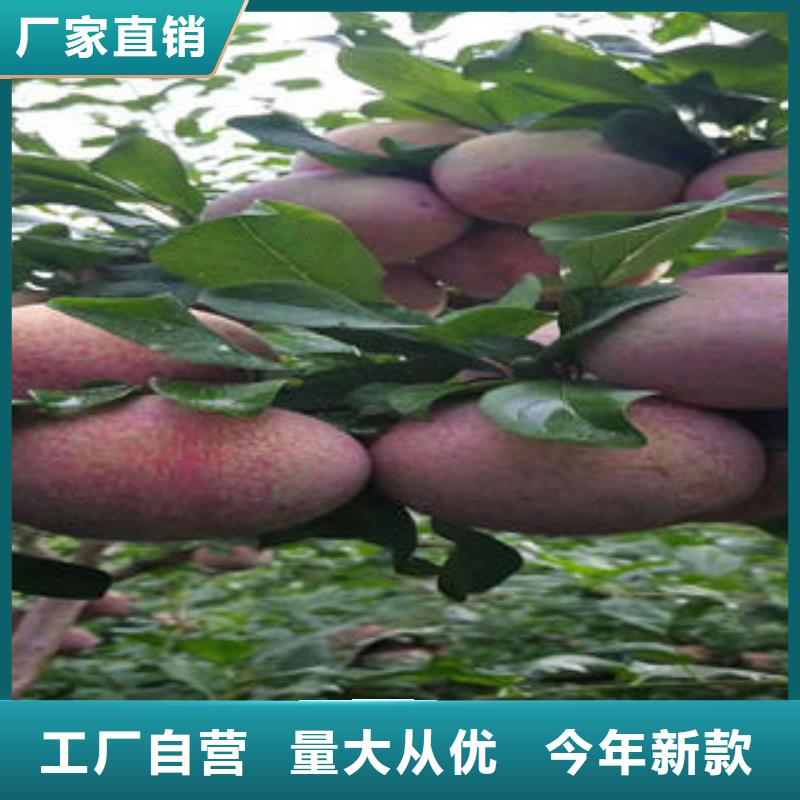 李子苗板栗苗定金锁价