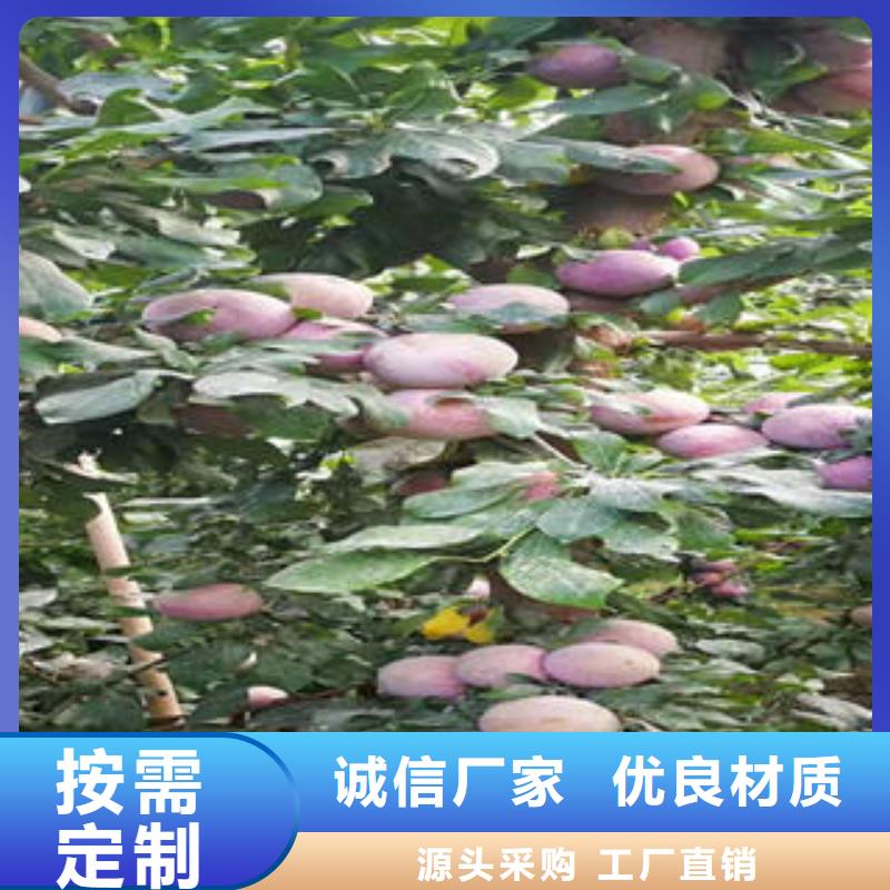 蓝莓苗-视频-蓝莓苗|铁岭市|西丰|昌图|辽阳|朝阳|抚顺|大连|沈阳|葫芦岛|营口