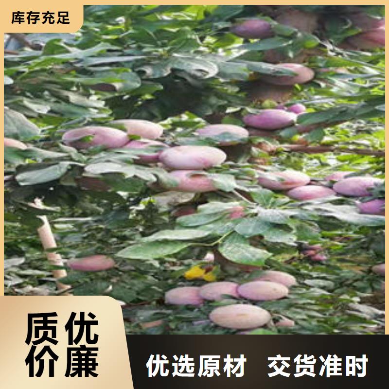 李子苗_桃树苗正规厂家