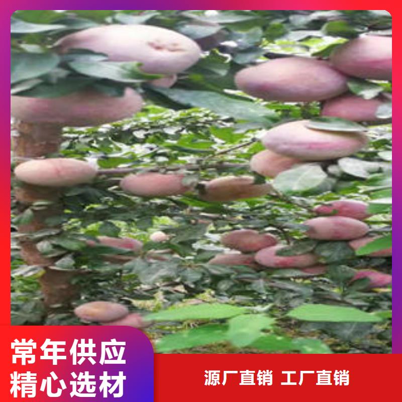蓝莓苗-视频-蓝莓苗|铁岭市|西丰|昌图|辽阳|朝阳|抚顺|大连|沈阳|葫芦岛|营口