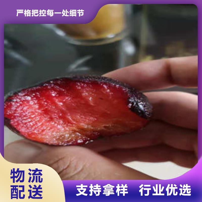 李子苗_桃树苗正规厂家