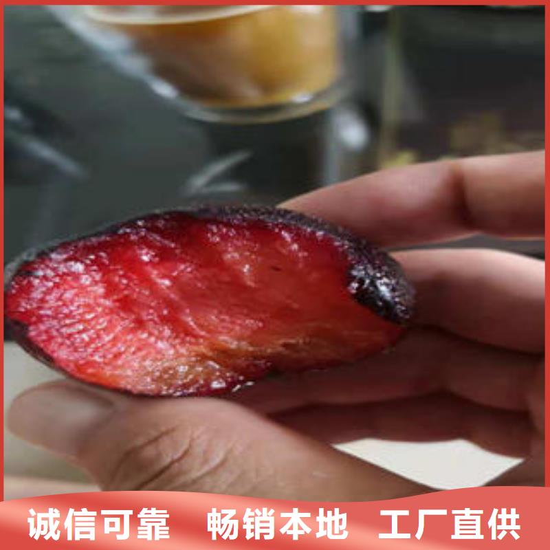 蓝莓苗-视频-蓝莓苗|贵州省毕节市|织金|赫章|六盘水|安顺|黔南|贵阳