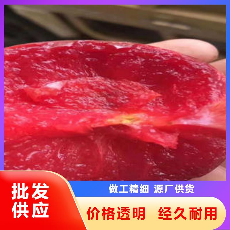 蓝莓苗-视频-蓝莓苗|铁岭市|西丰|昌图|辽阳|朝阳|抚顺|大连|沈阳|葫芦岛|营口