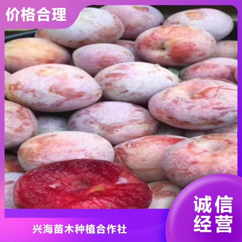 蓝莓苗-视频-蓝莓苗|贵州省毕节市|织金|赫章|六盘水|安顺|黔南|贵阳