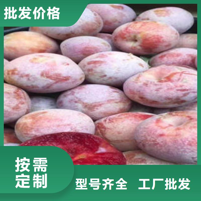 李子苗板栗苗实力才是硬道理