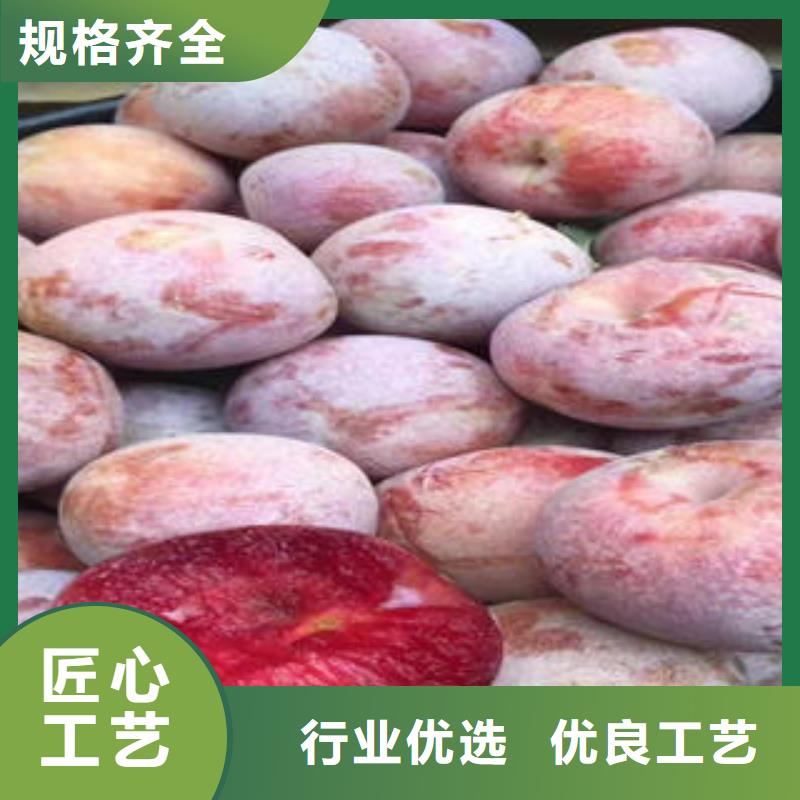 【李子苗】蓝莓苗订制批发