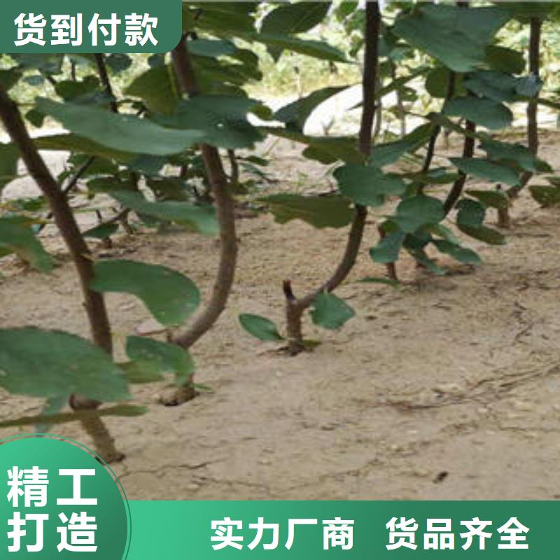 【李子苗】蓝莓苗订制批发