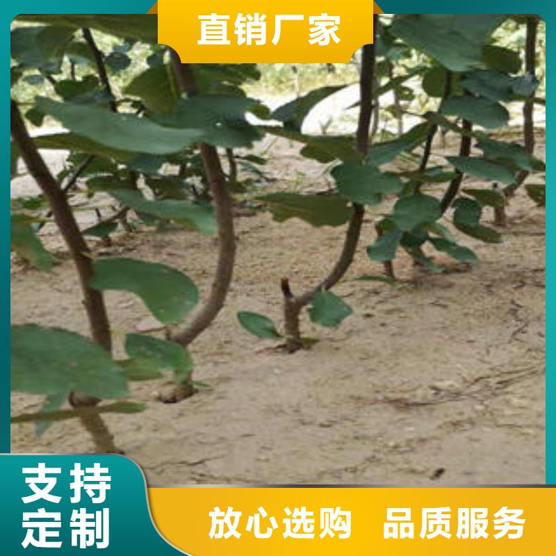 李子苗板栗苗实力才是硬道理