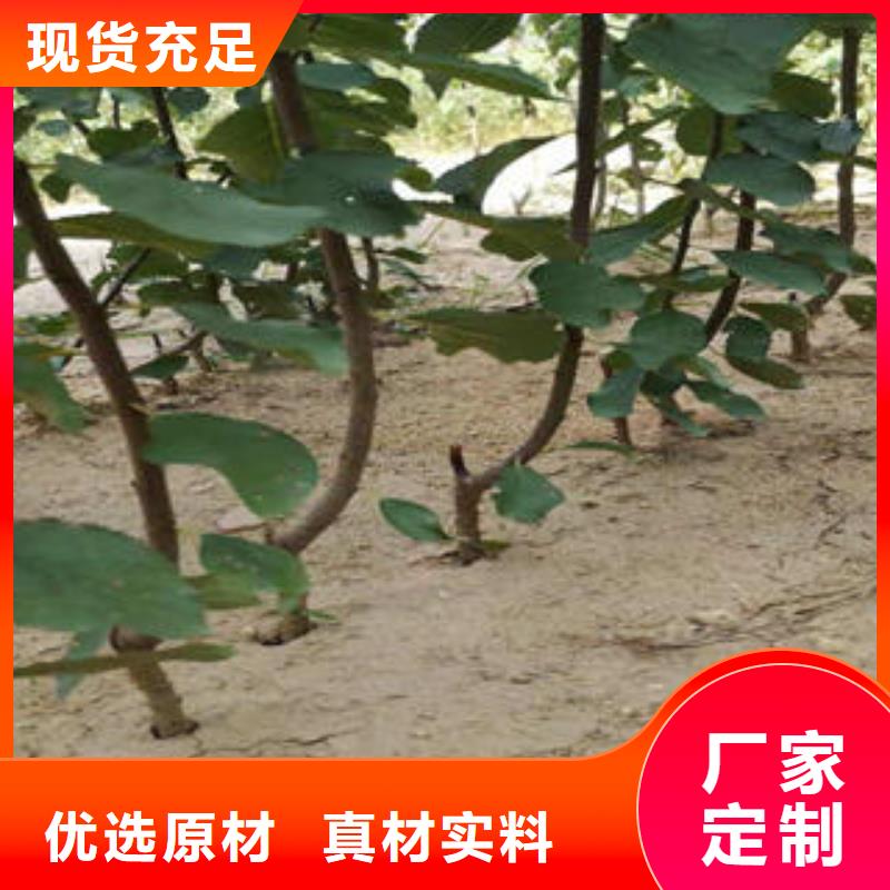 李子苗核桃苗专业厂家