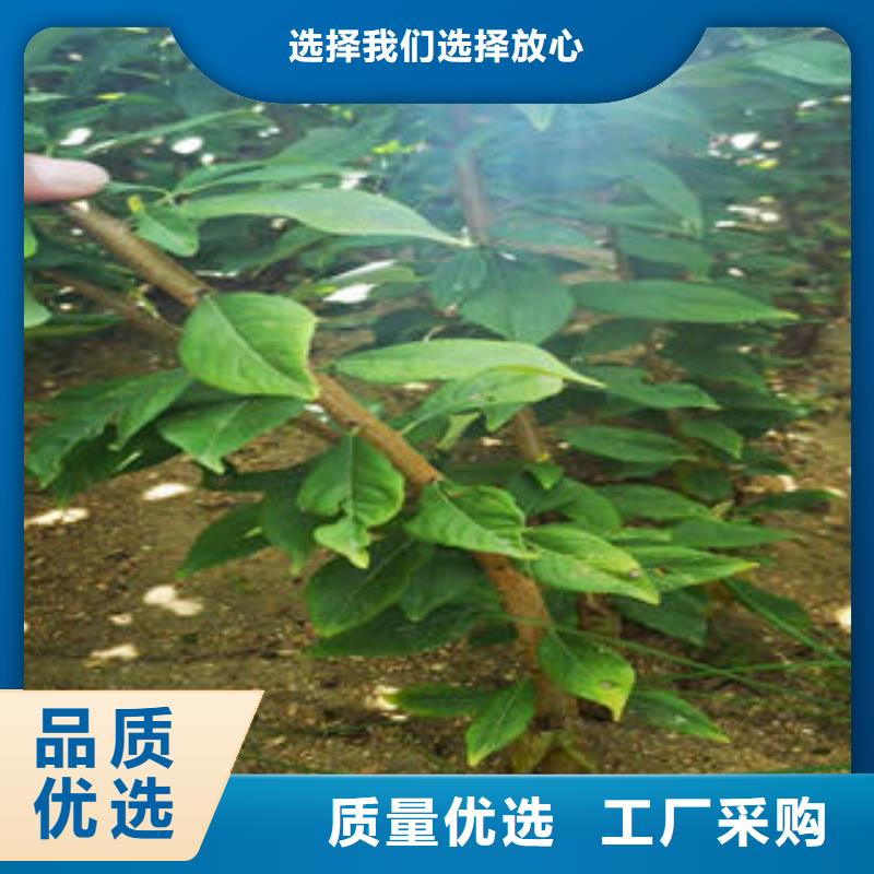 【李子苗】蓝莓苗订制批发