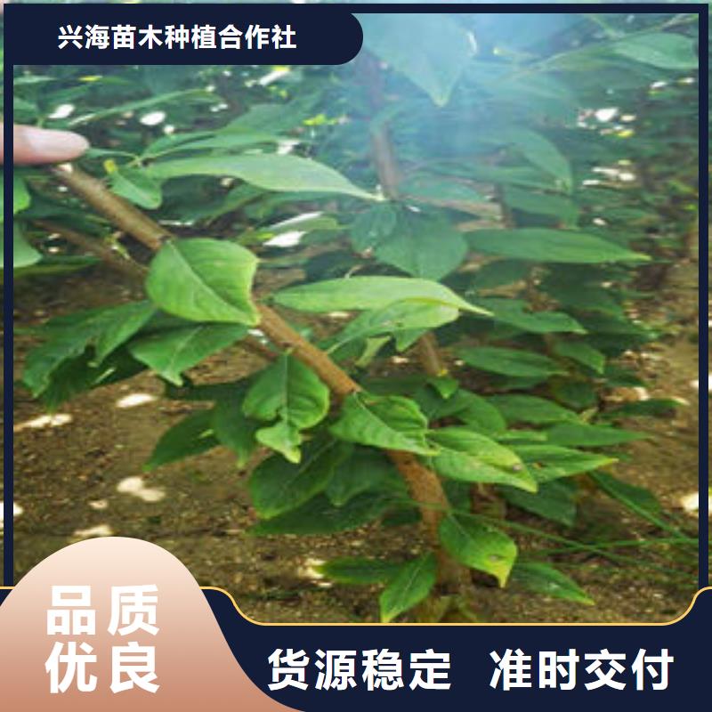李子苗山楂苗产品性能