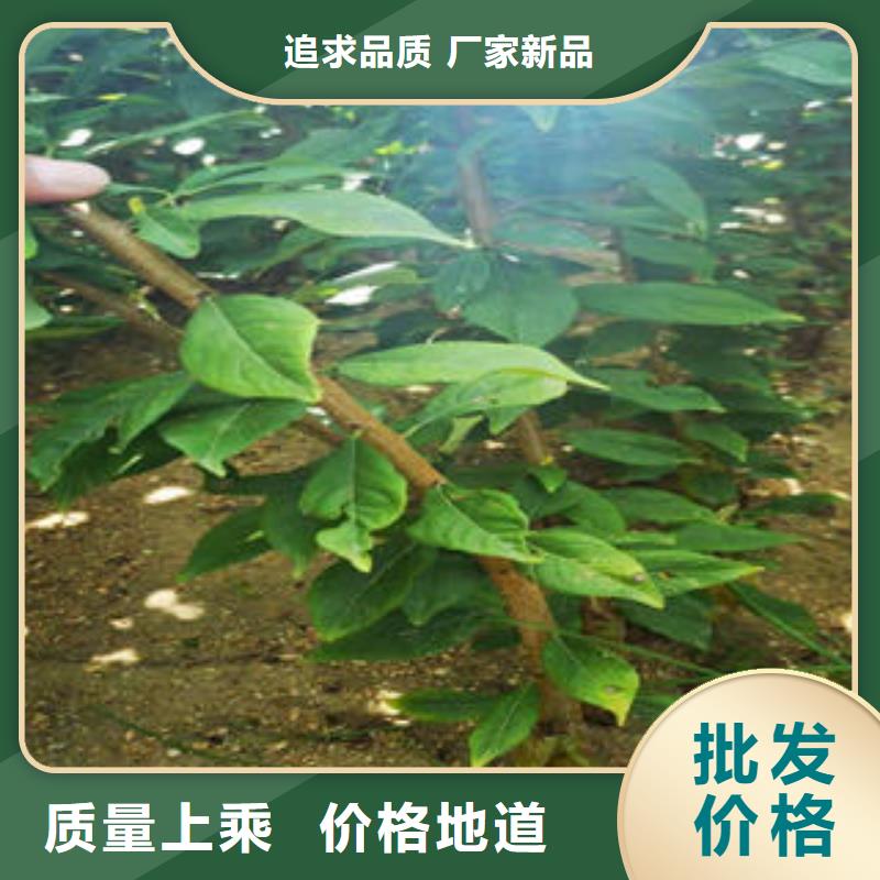 李子苗板栗苗实力才是硬道理