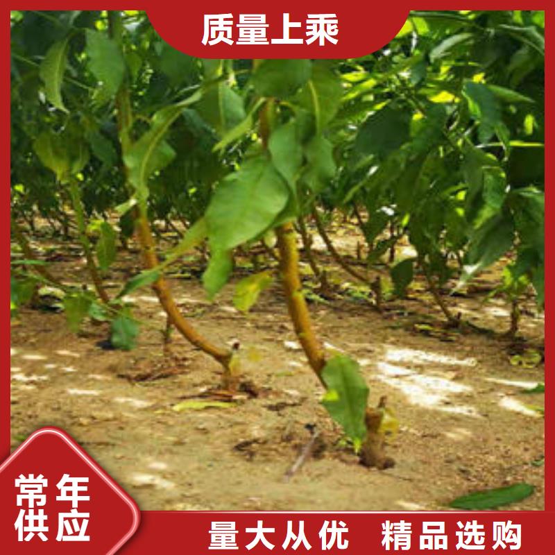 李子苗_桃树苗正规厂家