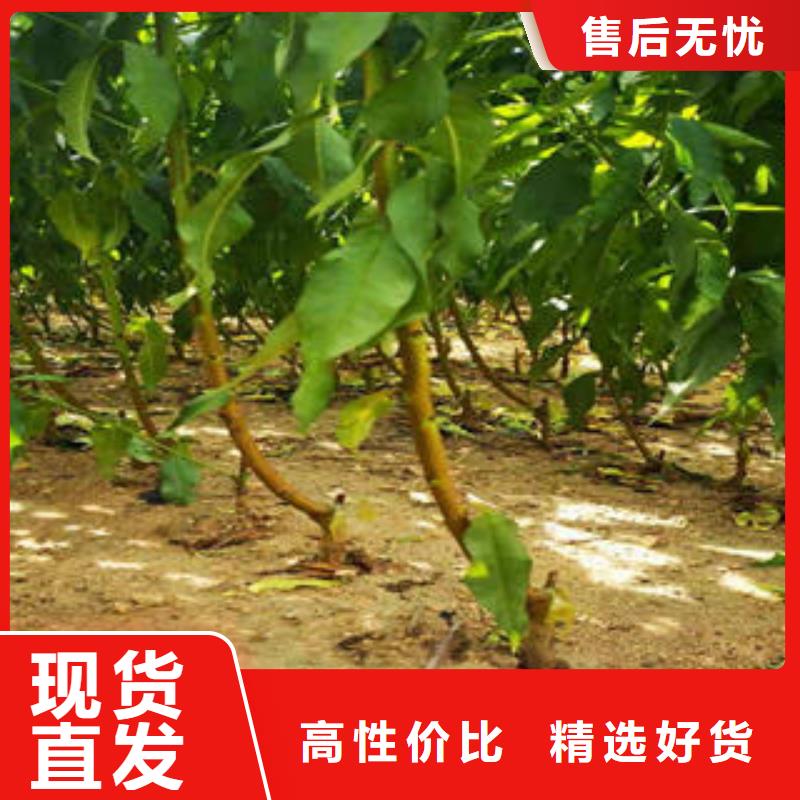 李子苗核桃苗专业厂家