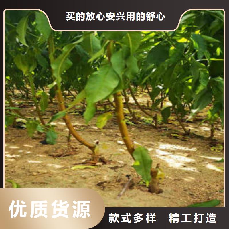 【李子苗】蓝莓苗订制批发