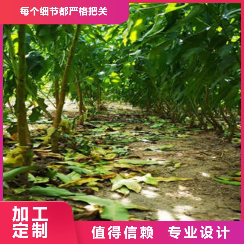 李子苗核桃苗专业厂家