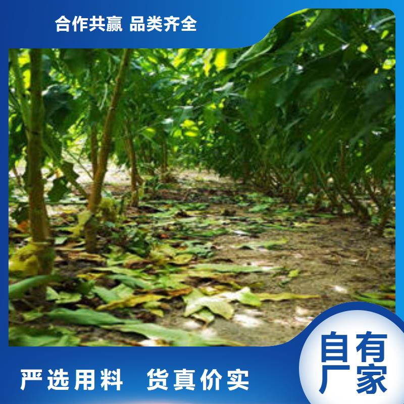 李子苗山楂苗产品性能