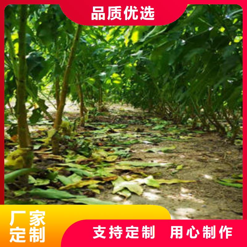 蓝莓苗-视频-西藏|拉萨|林芝|那曲|日喀则|山南|昌都蓝莓苗-兴海