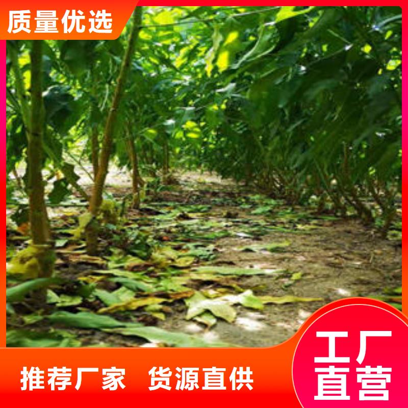 李子苗_桃树苗正规厂家