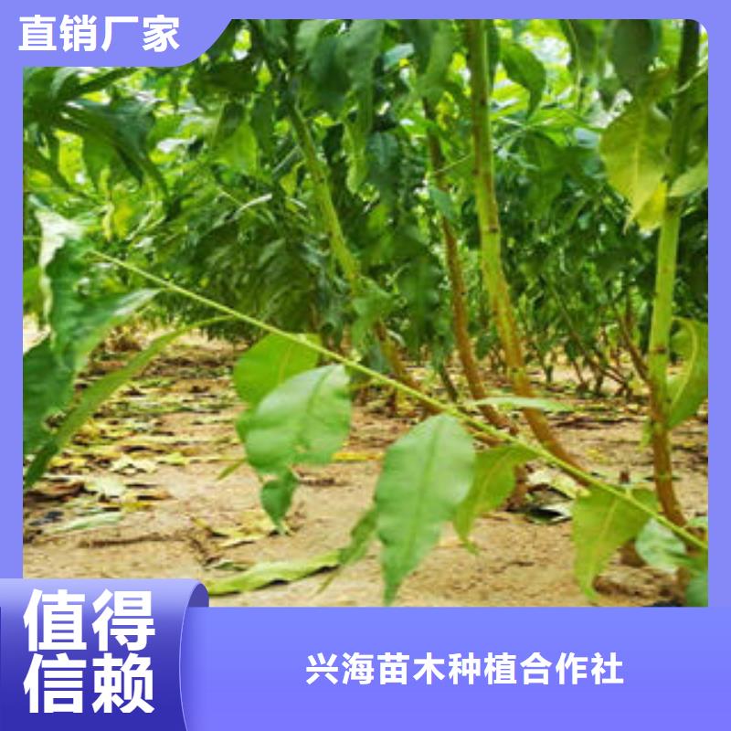 李子苗山楂苗产品性能