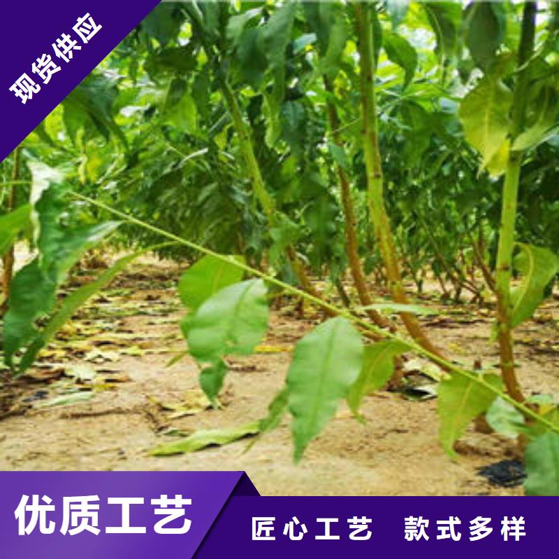 李子苗_桃树苗正规厂家