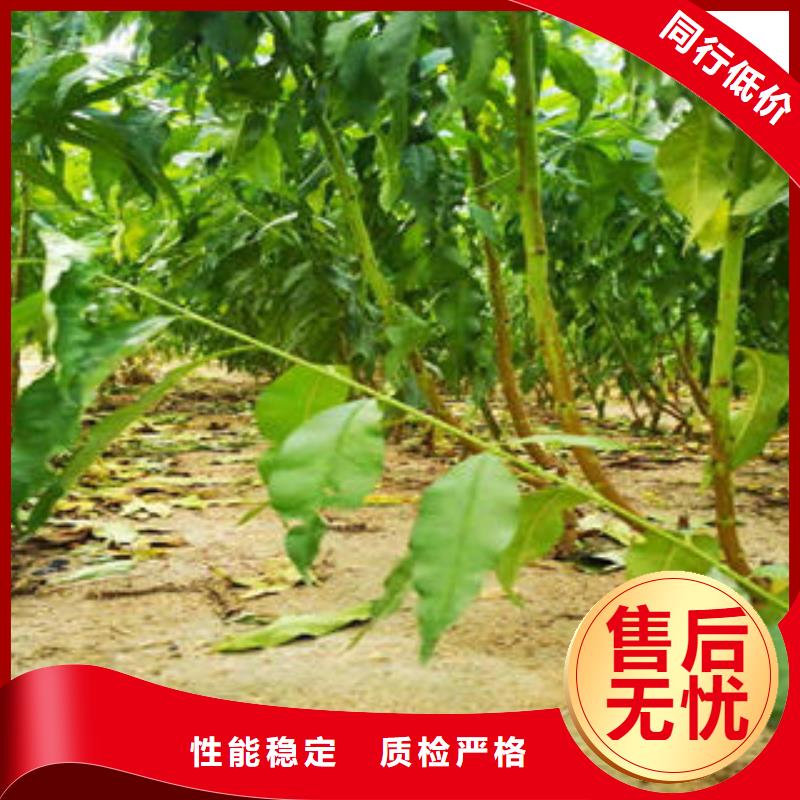 李子苗核桃苗专业厂家