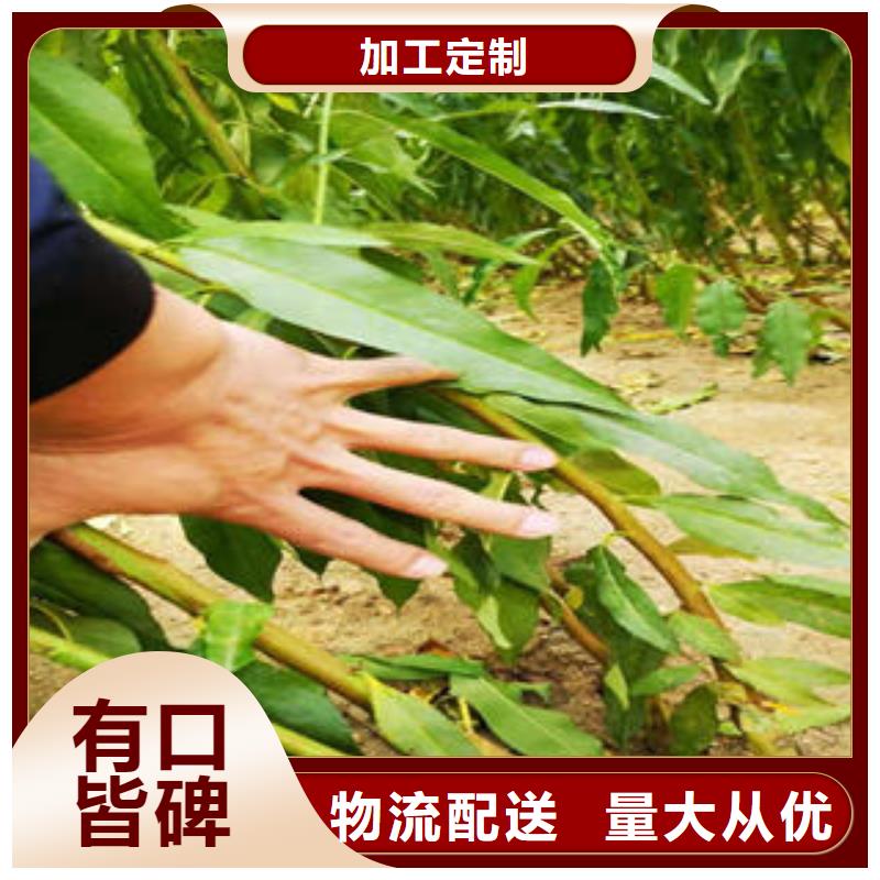 李子苗核桃苗专业厂家