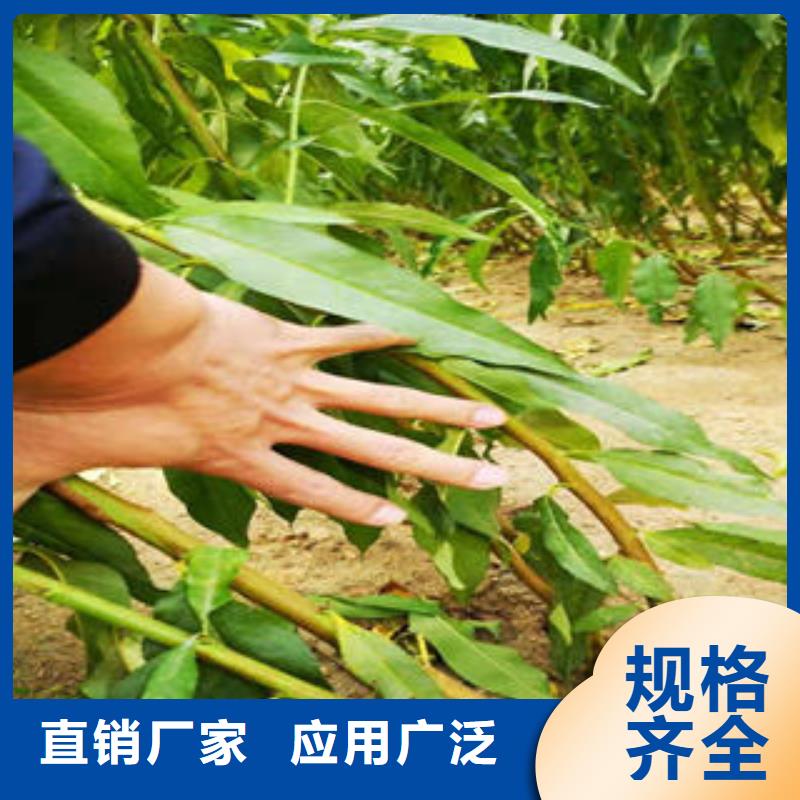李子苗_桃树苗正规厂家