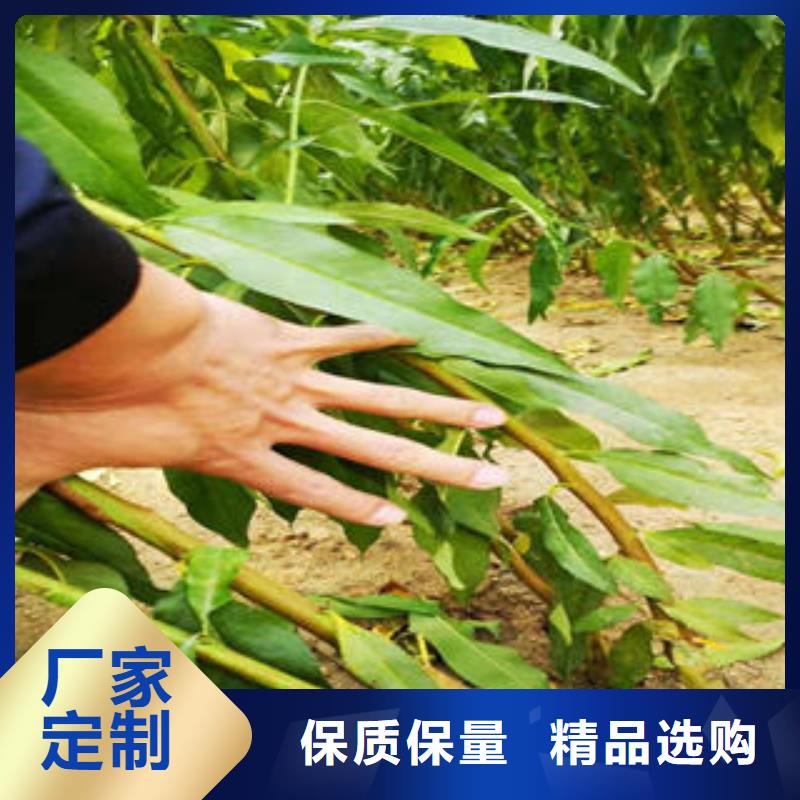 李子苗山楂苗产品性能