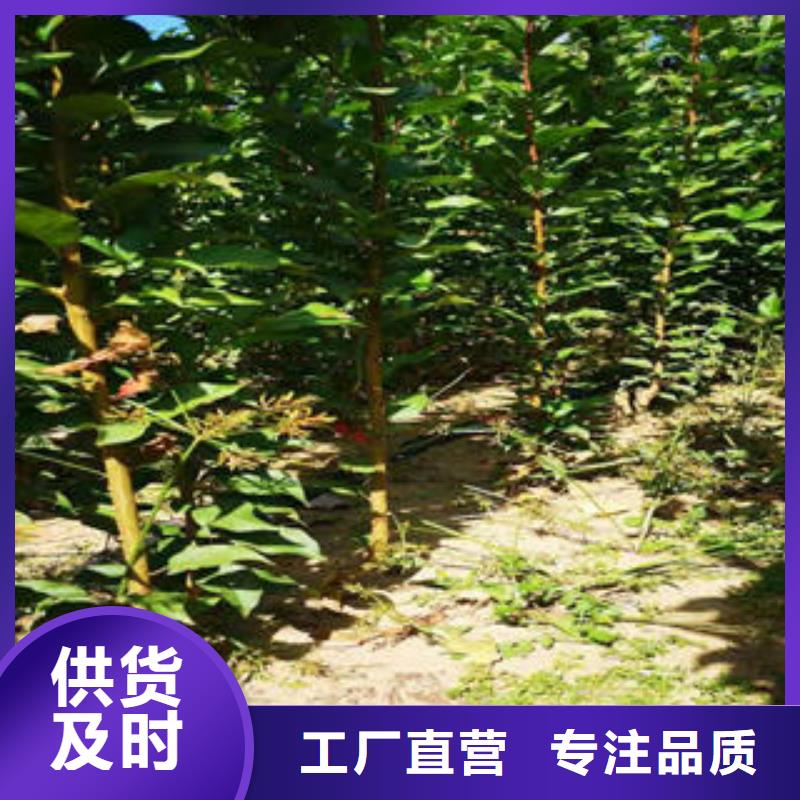 蓝莓苗-视频-蓝莓苗|贵州省毕节市|织金|赫章|六盘水|安顺|黔南|贵阳