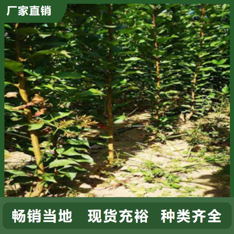 李子苗_桃树苗正规厂家